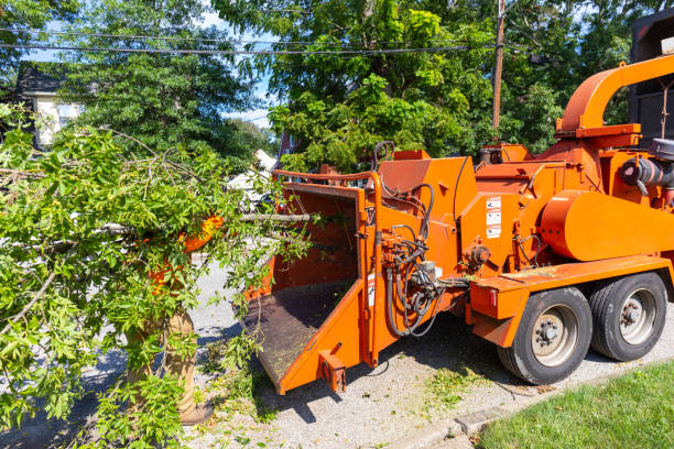 Emergency Storm Tree Removal in Johnston City, IL